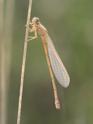 Ischnura pumilio (Scarce Blue-tailed Damselfly) imm female 2.JPG